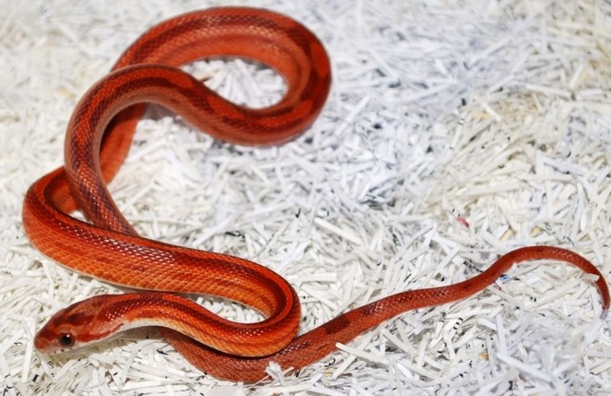 玉米蛇 corn snake